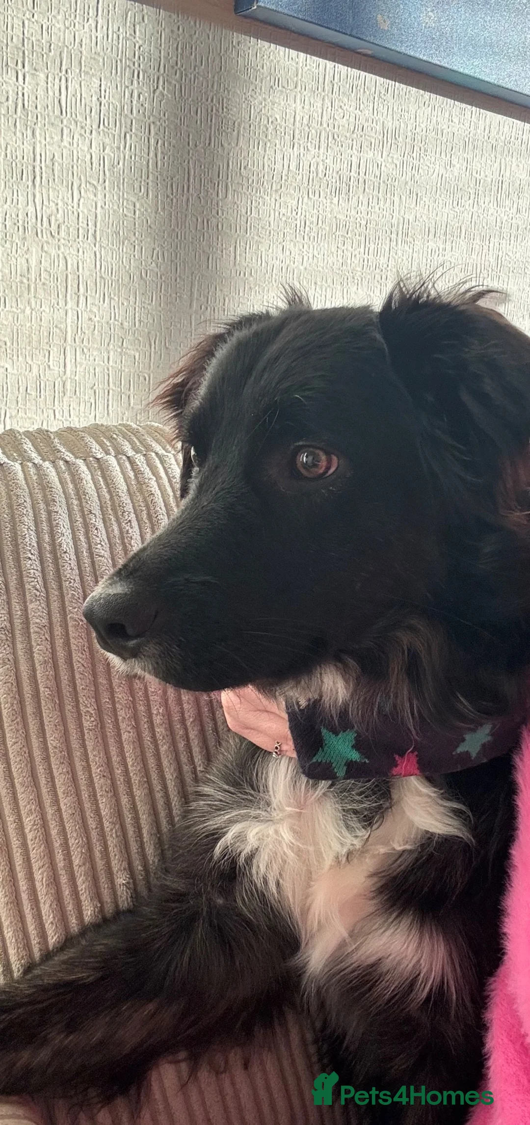 Mixed Breed dogs for sale: Golden retriever x Border collie pup in Glasgow - Advert 1