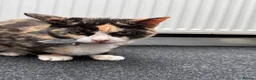 Mixed Breed cats for sale: Willow  in Keighley - Advert 7