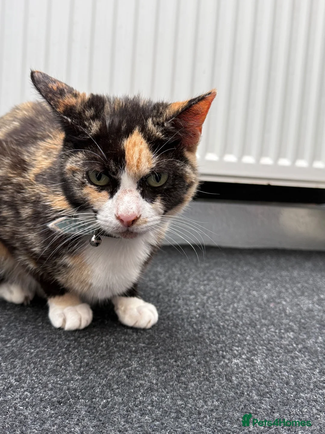 Mixed Breed cats for sale: Willow  in Keighley - Advert 7