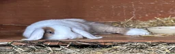 Mini Lop rabbits for sale: Reserved Only 1 baby mini lop left - boy - Advert 14