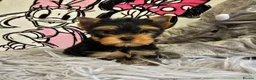 Yorkshire Terrier dogs for sale: Top quality puppies in Altrincham - Advert 3