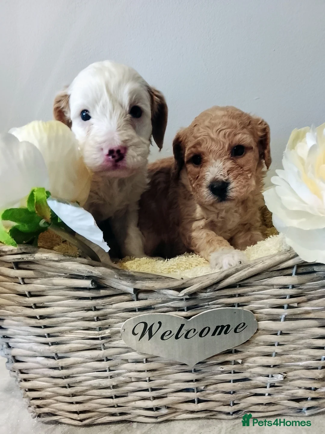 Cavapoo dogs for sale: Miniature cavapoos  - Advert 7