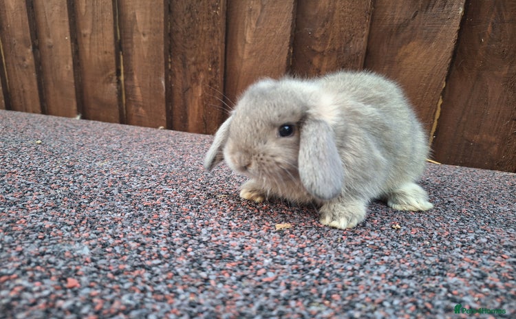 Mini Lop rabbits - Advert 1