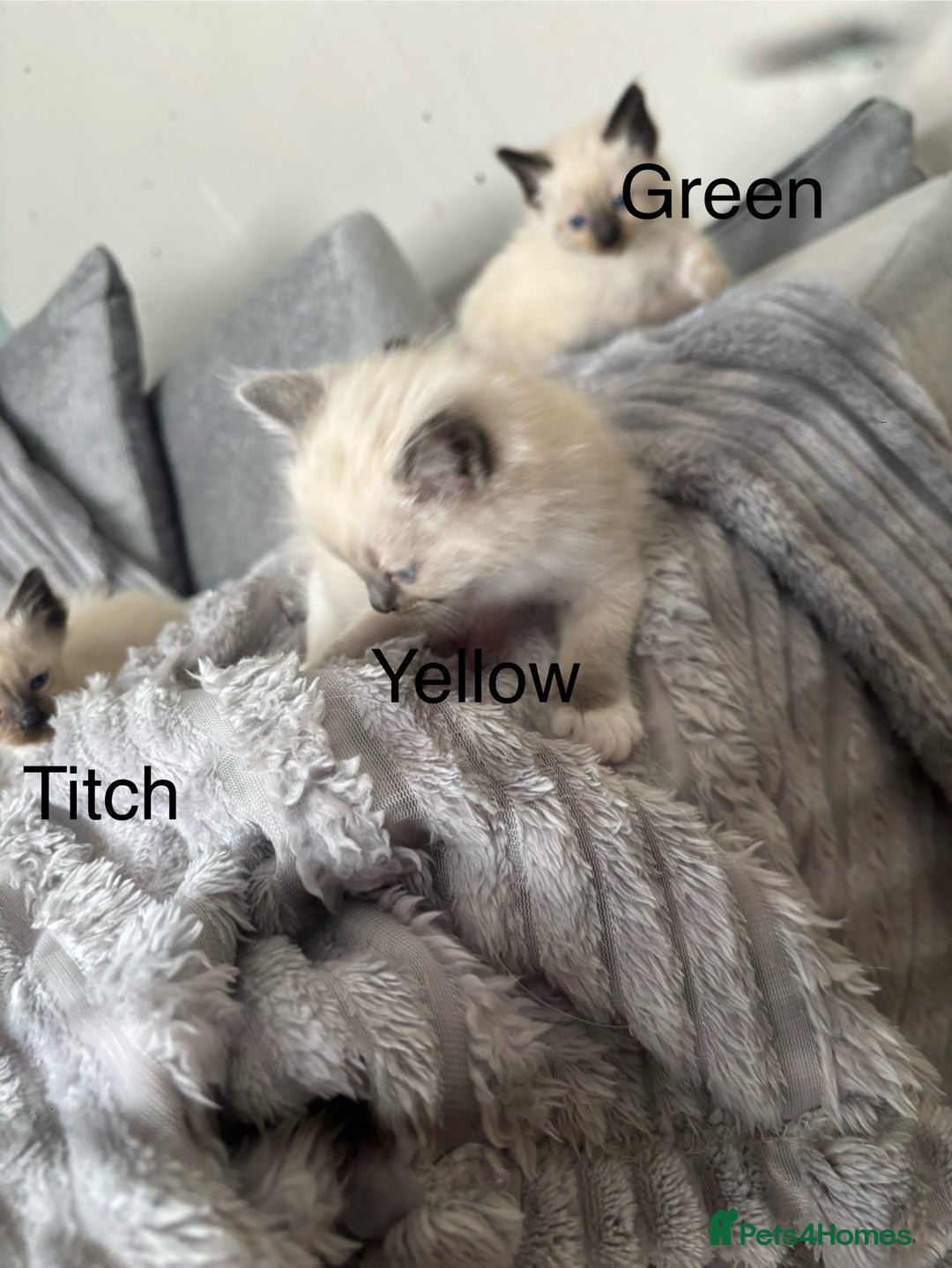 Ragdoll cats for sale: Gorgeous male ragdoll kittens  - Image 10