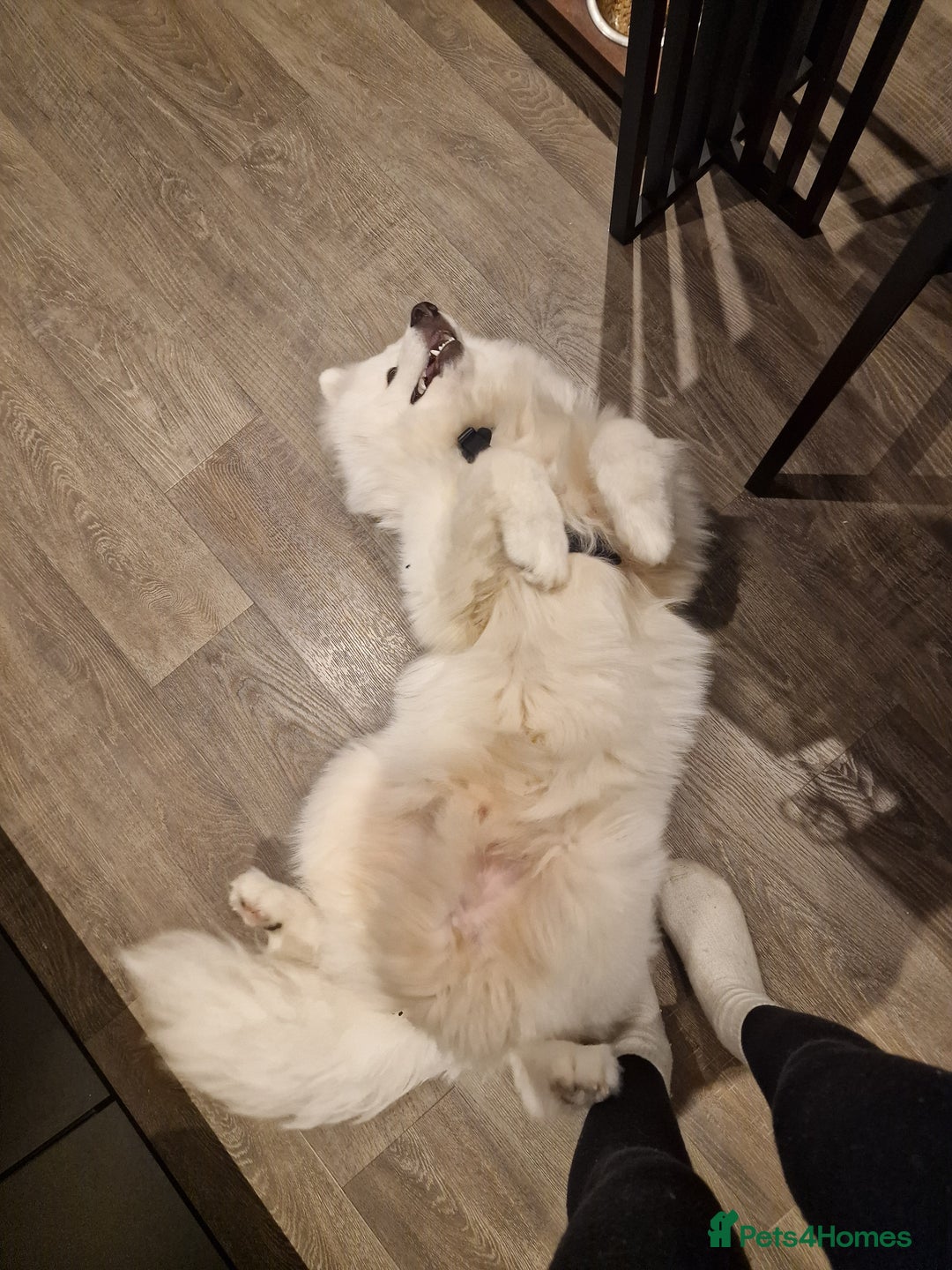 Samoyed dogs for sale: 7 month old Samoyed - Advert 5