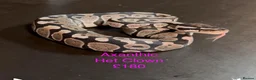 Python Snake reptiles for sale: Mixed juvinile royals - Advert 17