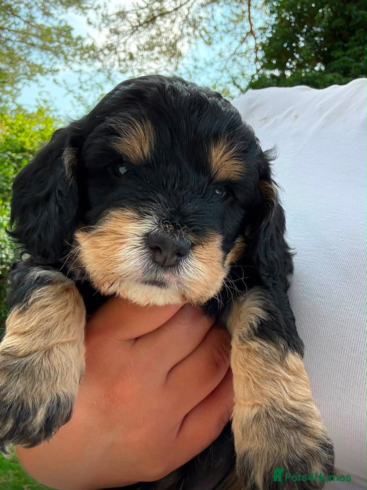Cockapoo dogs 6 Beautiful Cockerpoos Puppies  - Advert 1