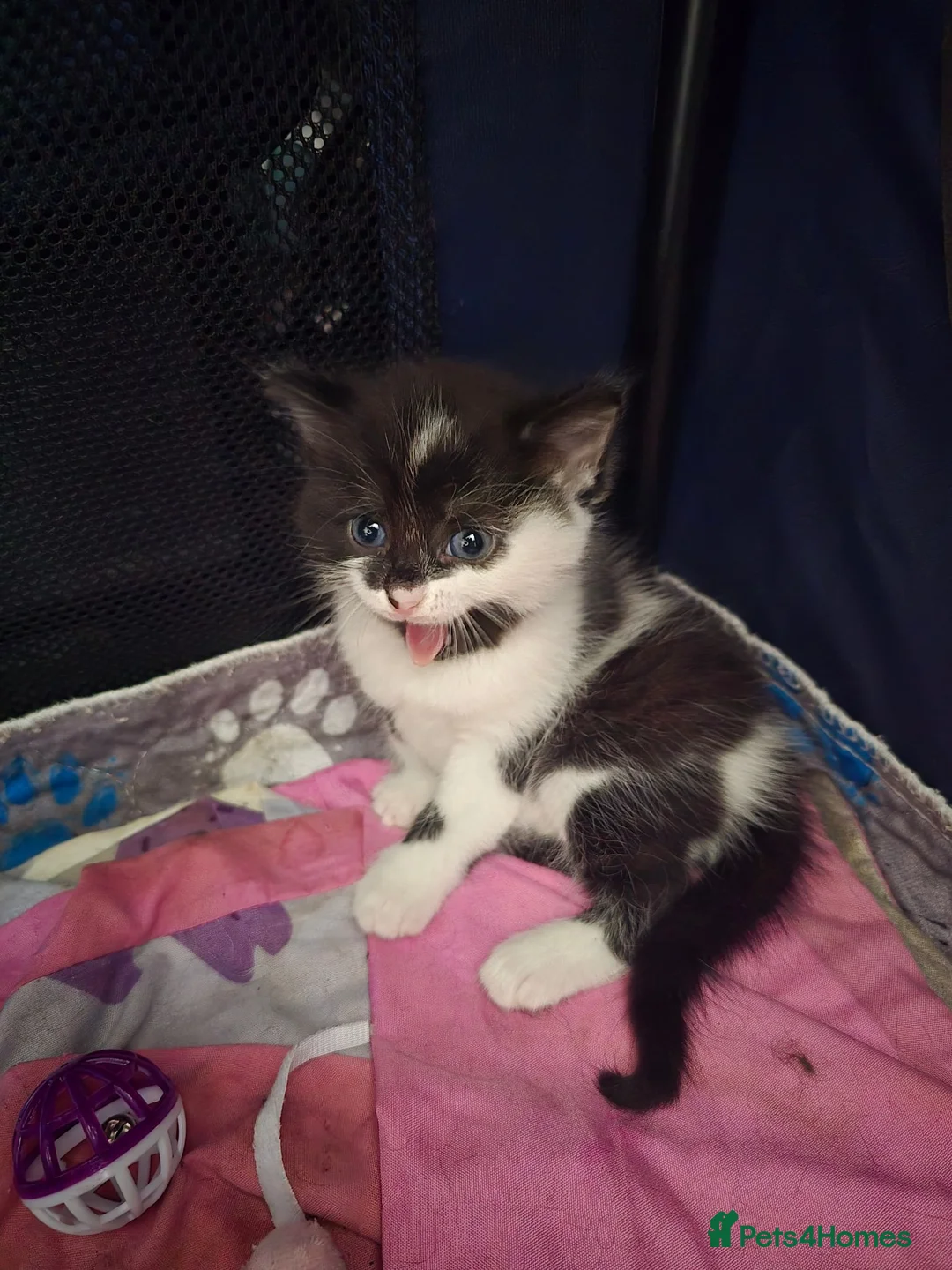 Mixed Breed cats for sale: Male kitten  - Advert 12