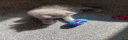 British Shorthair cats for sale: Beautiful Blue kittens  – TICA Reg, PKD Tested - Advert 11