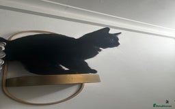 Bombay cats for sale: 1 lovely,playful,friendly kitten left 😸✨️ reduced in London - Image 2