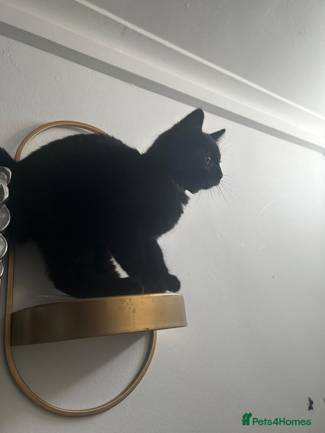 Bombay cats for sale: 1 lovely,playful,friendly kitten left 😸✨️ reduced in London - Image 2