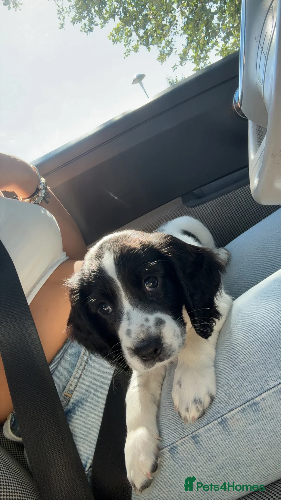 English Springer Spaniel dogs for sale: 9 week female springer spaniel pup in Wakefield - Advert 3