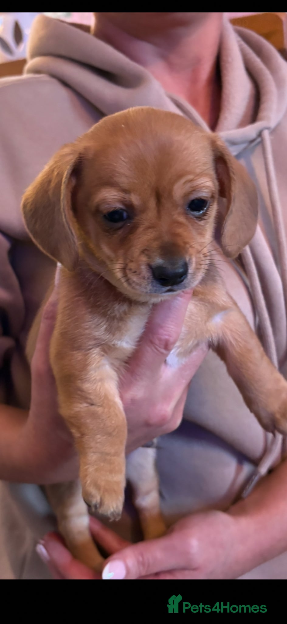 Chiweenie dogs Two Chaweenie boys  - Advert 2