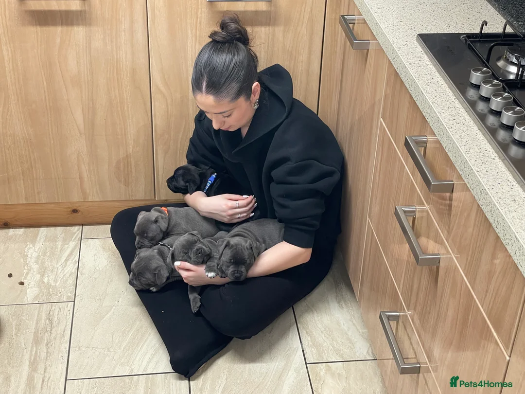 Staffordshire Bull Terrier dogs for sale: Amazing pups for sale  in Nuneaton - Advert 1