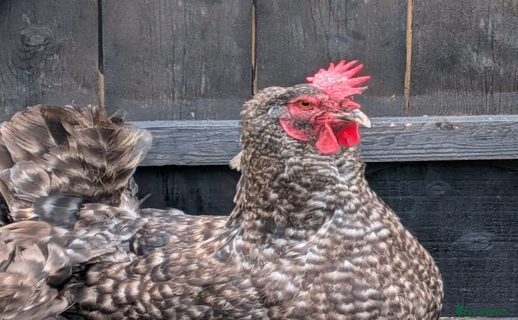 Chickens poultry - Advert 1