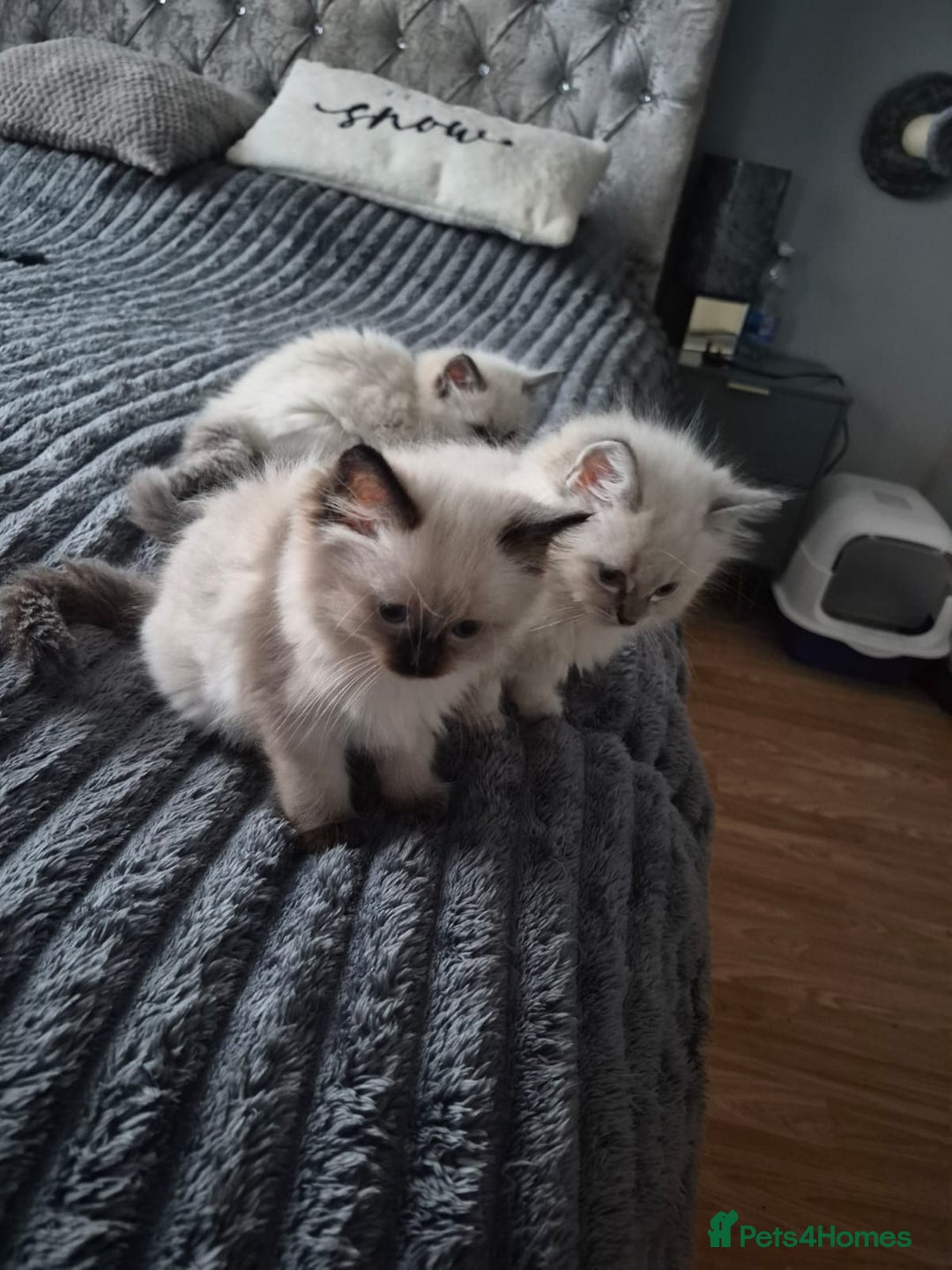 Ragdoll cats for sale: Adorable Ragdoll Kittens GCCF  Active registered  - Advert 26