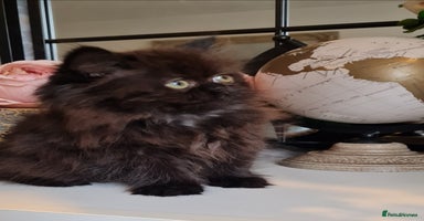 Persian cats - Advert 7