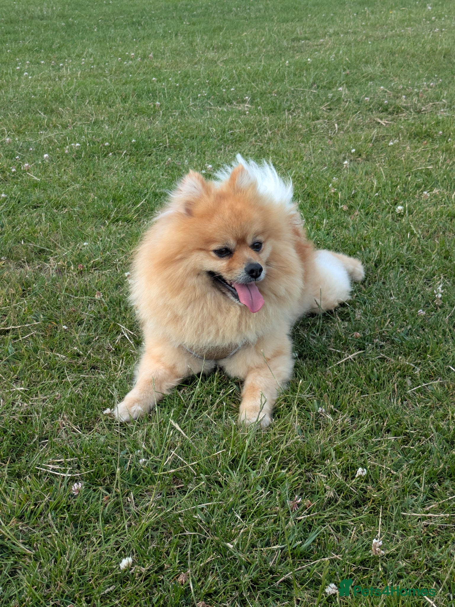 Pomeranian dogs Ready for stud - Advert 2