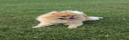 Pomeranian dogs for stud: Ready for stud - Advert 1