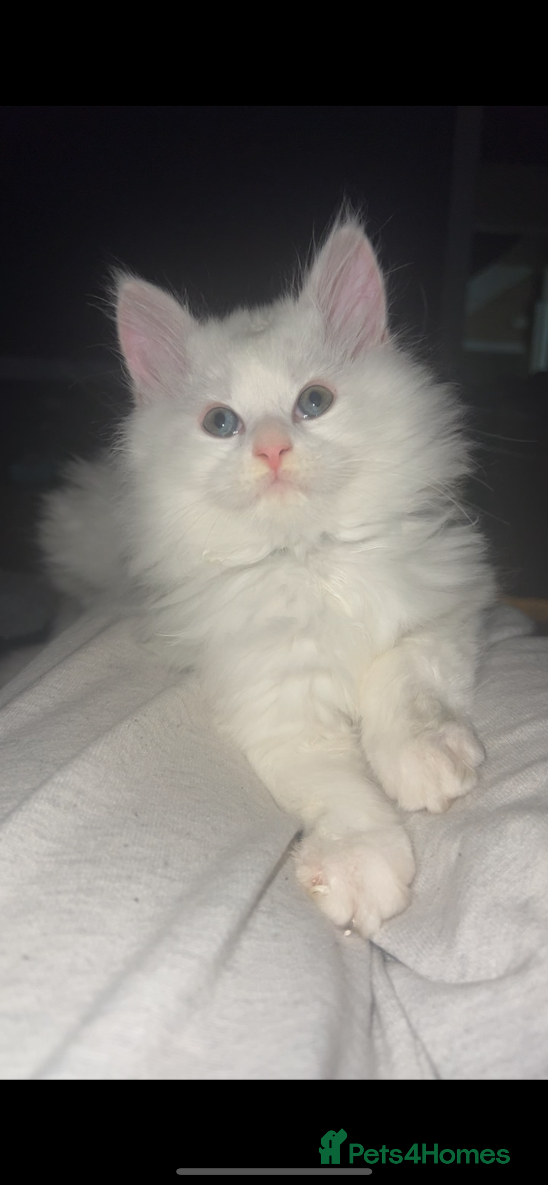 Maine Coon cats for sale: 2 odd eye male Mainecoon and 1 female smoke kitten - Advert 22