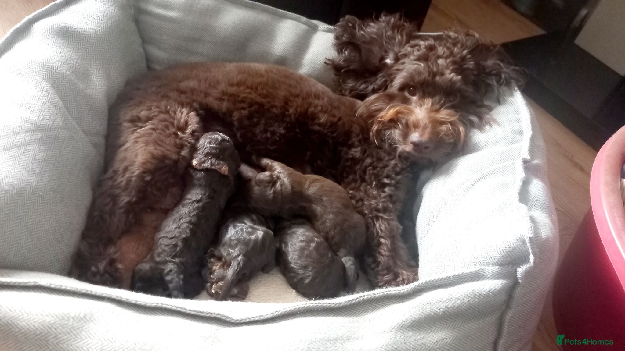 Cockapoo dogs Stunning f2b Cockapoos  - Advert 7