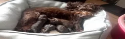 Cockapoo dogs for sale: Last stunning f2b Chocolate cockapoo boy - Advert 7