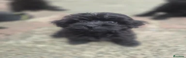 Cockapoo 2