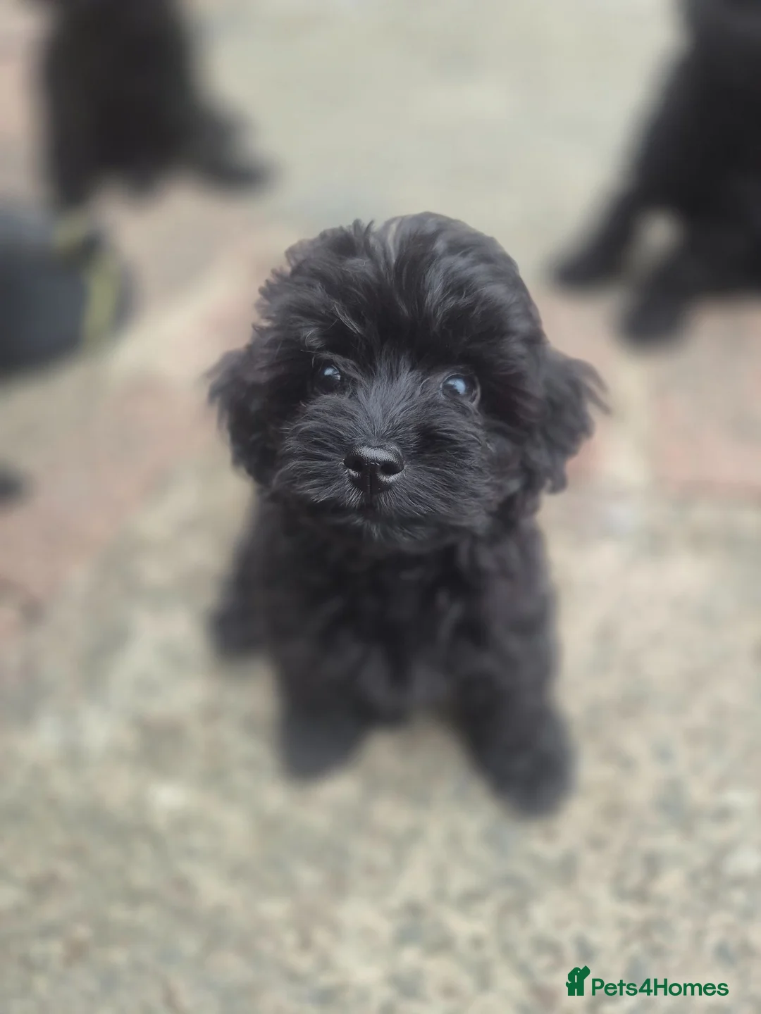 Cockapoo dogs for sale: Cockapoo puppies - Advert 25