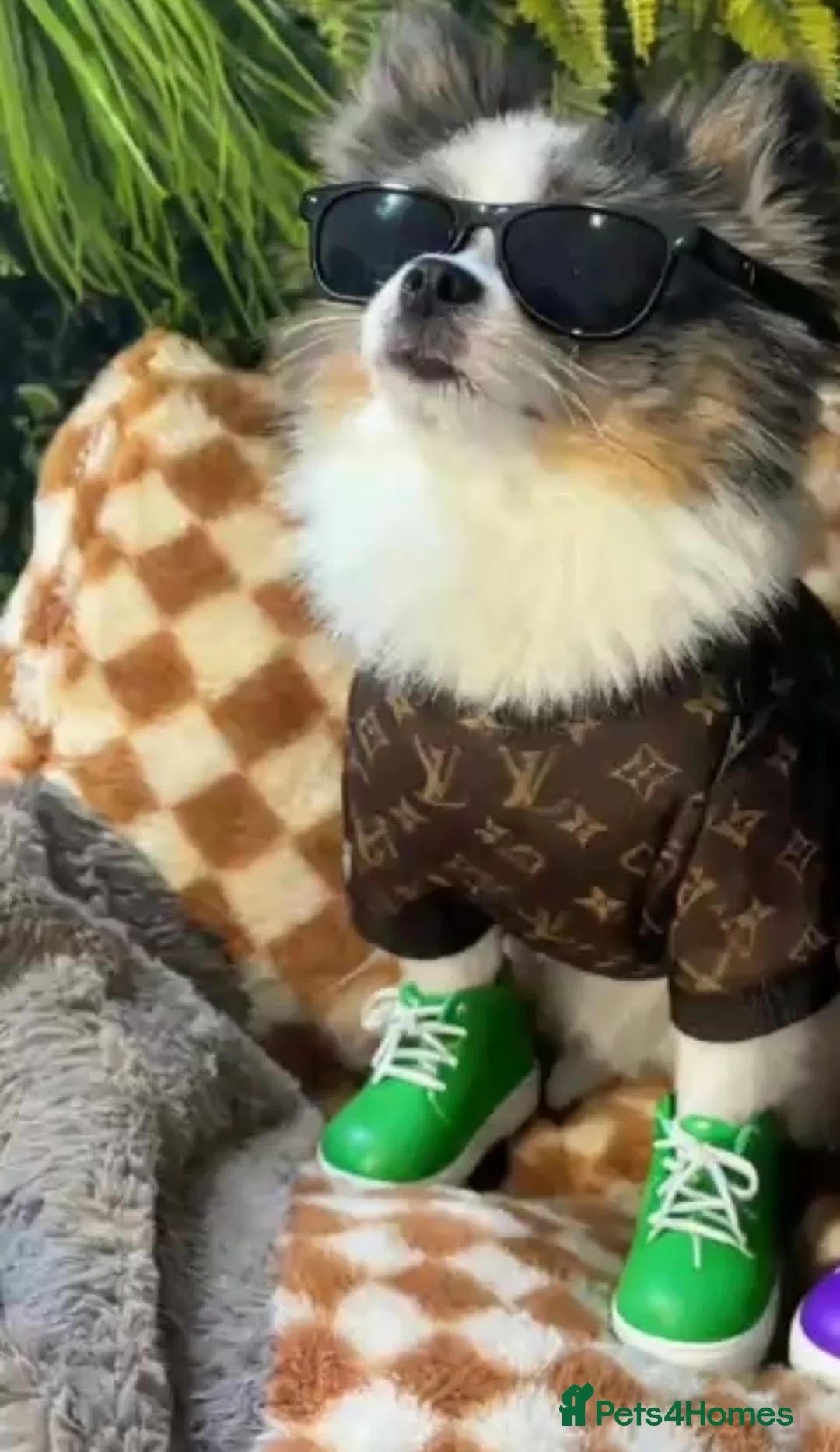 Pomeranian dogs for stud: 💙✨BLUE EYES & Hazel 👀 Poms 🐶EXPERIENCED STUDS🏆 in Bedford - Advert 11