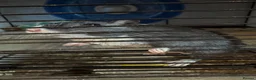 Gerbil rodents for sale: 2 male gerbils looking for a home - Advert 7