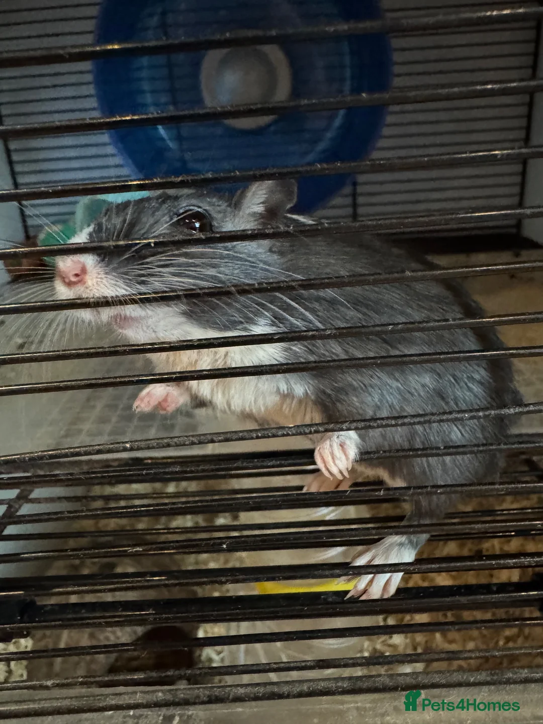 Gerbil rodents for sale: 2 male gerbils looking for a home - Advert 7