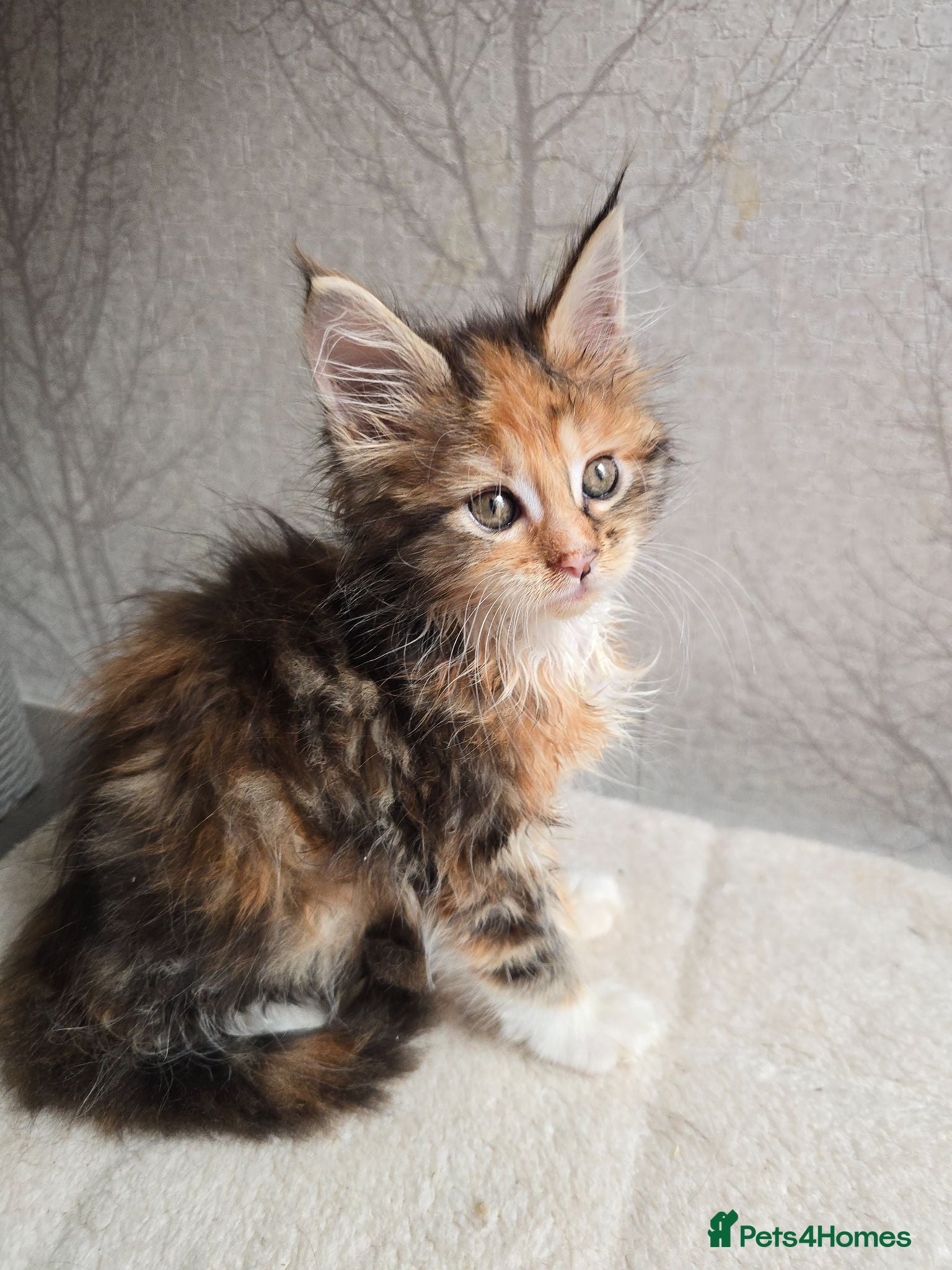 Maine Coon cats Beautiful Maine Coon Kittens Amazing Lines - Advert 1