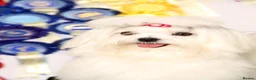 Maltese dogs for sale: KC MALTESE Puppies Males and Female in Bristol - Advert 22