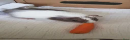 Guinea Pig rodents for sale: Guinea Pigs  in Northolt - Advert 2