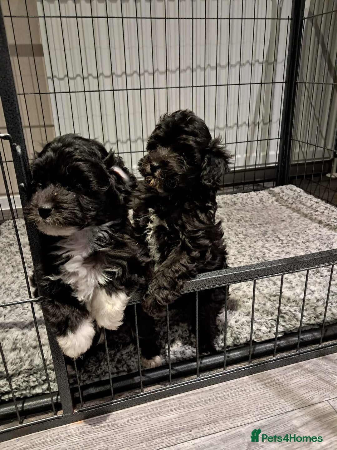 Maltipoo dogs for sale: Maltipoo pups ready now  - Advert 1