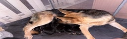 German Shepherd dogs for sale: Female German shepherd ready - Advert 2