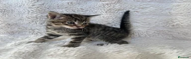 Raja (Twin 1)