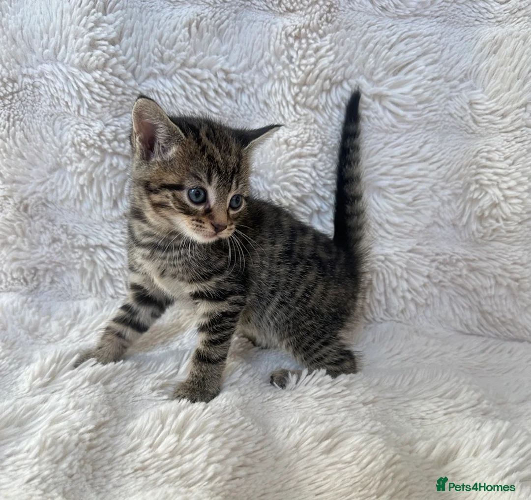 Mixed Breed cats for sale: 4 females looking for their forever homes  - Advert 2