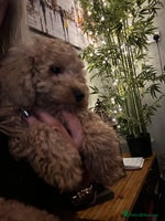 Mixed Breed dogs GORGEOUS TEDDY SMALL MINIATURE POODLE BOY - Advert 7