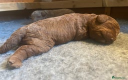 Labradoodle dogs for sale: Miniature Labradoodles  - Image 2