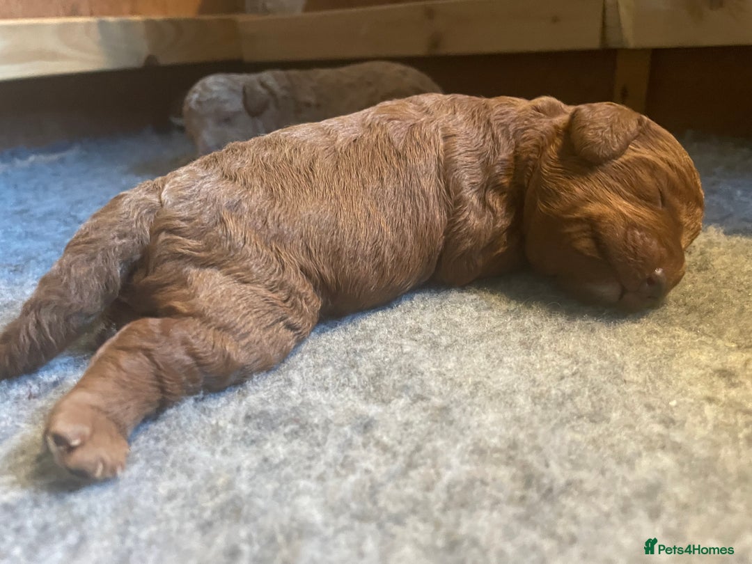 Labradoodle dogs for sale: Miniature Labradoodles  - Image 2