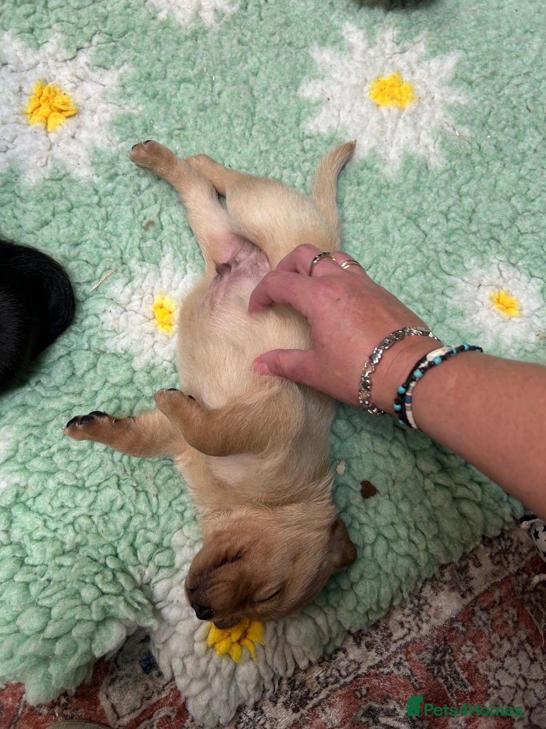 Labrador Retriever dogs for sale: 🐾 Ready 13th Oct. KC vet approved only 3 left 💕 - Image 30
