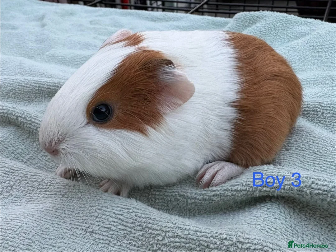 Guinea Pig rodents for sale: Baby Girls & Boys - Advert 8