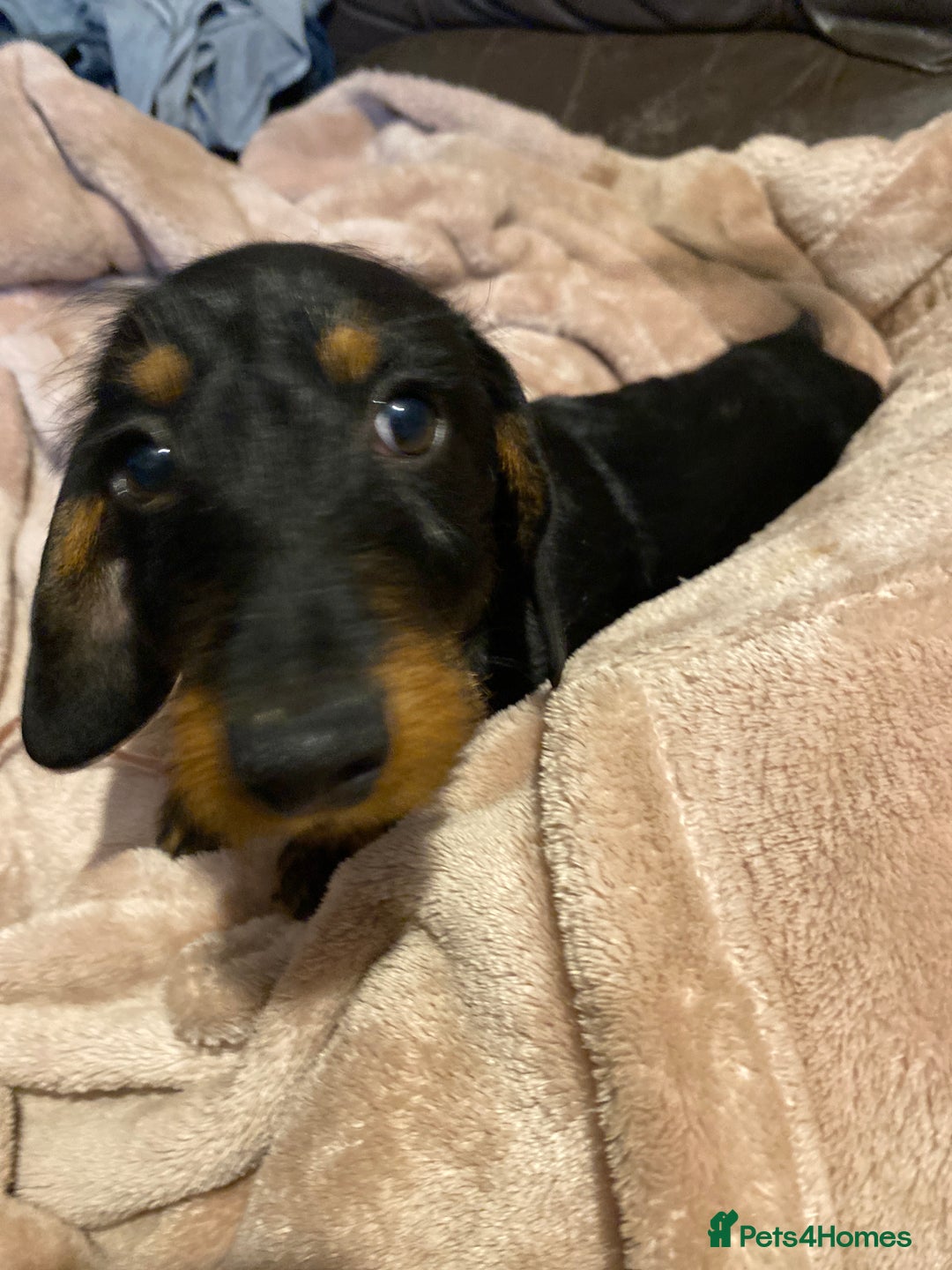 Dachshund dogs for sale: Miniature wired hair Dachshund  - Advert 3