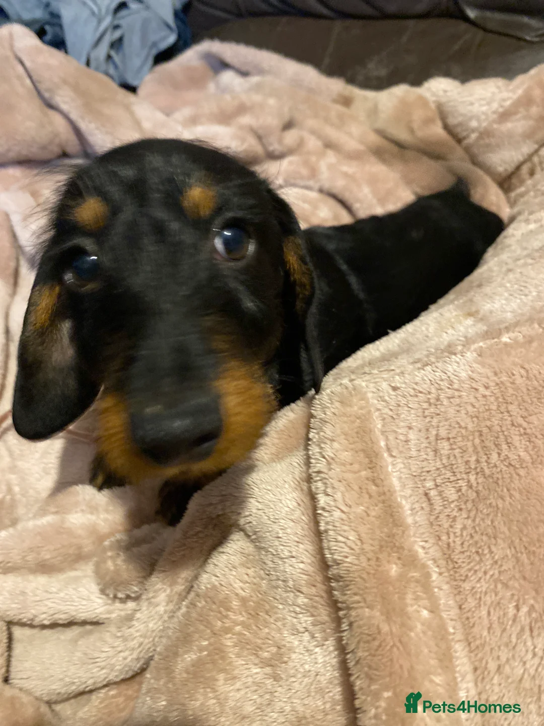 Dachshund dogs for sale: Miniature wired hair Dachshund  - Advert 3