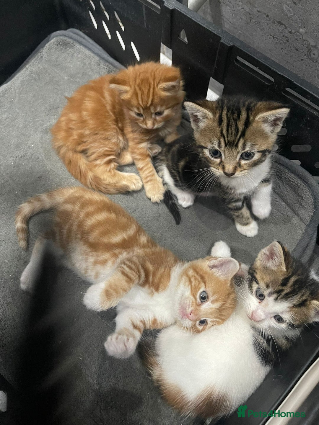 Mixed Breed cats for sale: Beautiful Fluffy Kittens  - Image 6