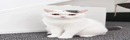 British Shorthair cats for sale: 🐾 Beautiful British Shorthair Girl - Advert 3