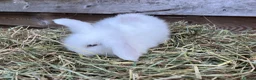 Mini Lop rabbits for sale: Gorgeous pure Mini lops and mini lion lops  - Advert 4