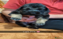German Shepherd dogs for sale:  Gorgeous German Shepherd Puppies in Doncaster - Image 6