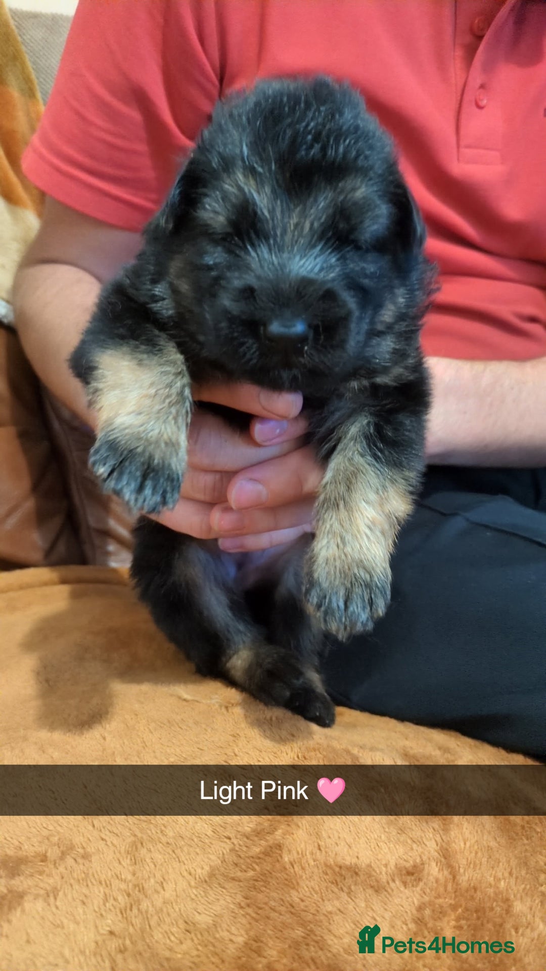 German Shepherd dogs for sale:  Gorgeous German Shepherd Puppies in Doncaster - Image 6